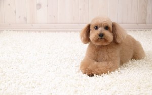 dog-carpet-creativecommons